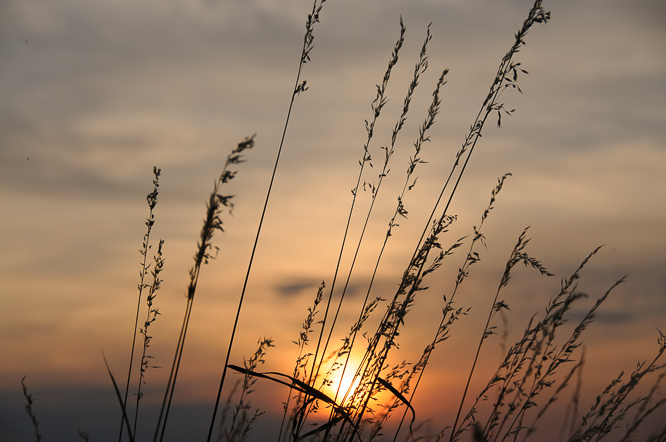 Sonnenuntergang mit Gräsern im Vordergrund